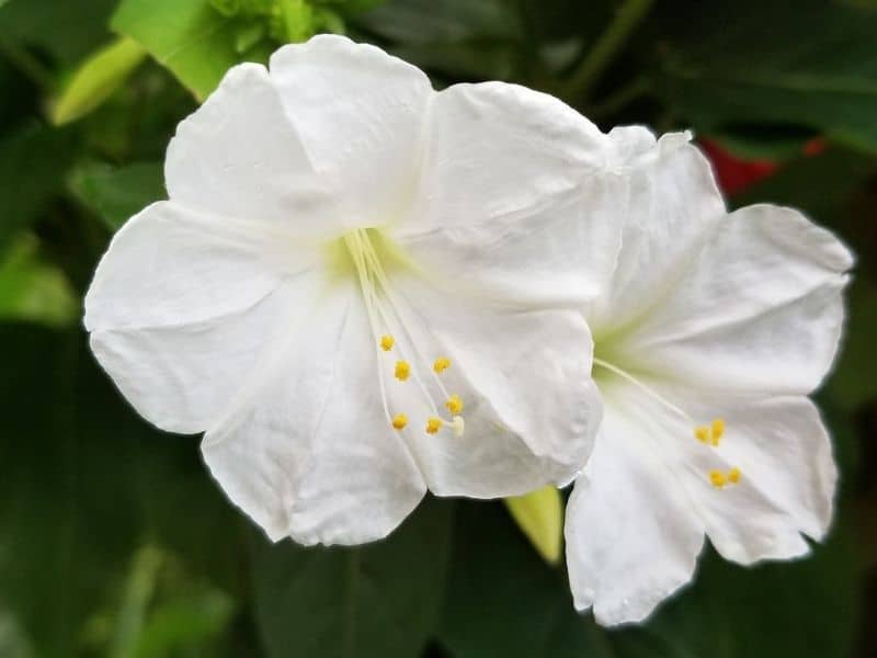 four o'clock flower