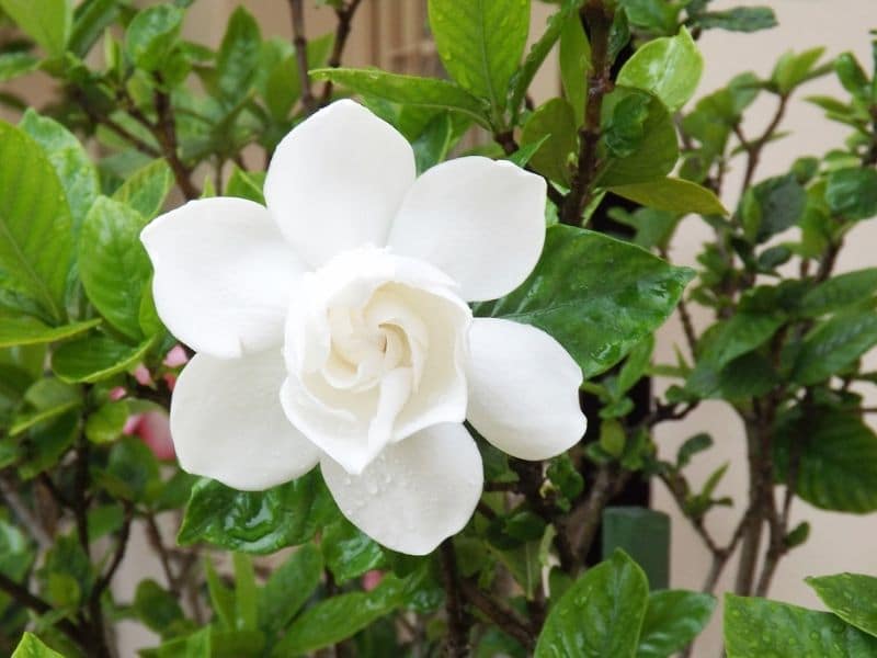 gardénia blanc
