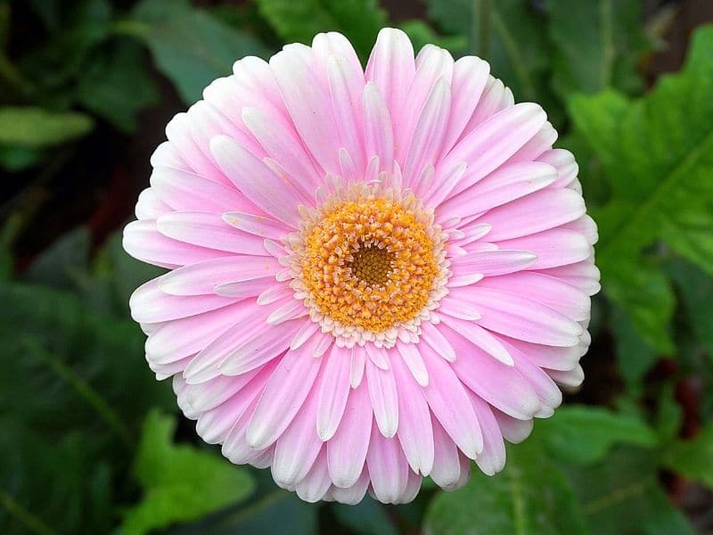 gerbera rose