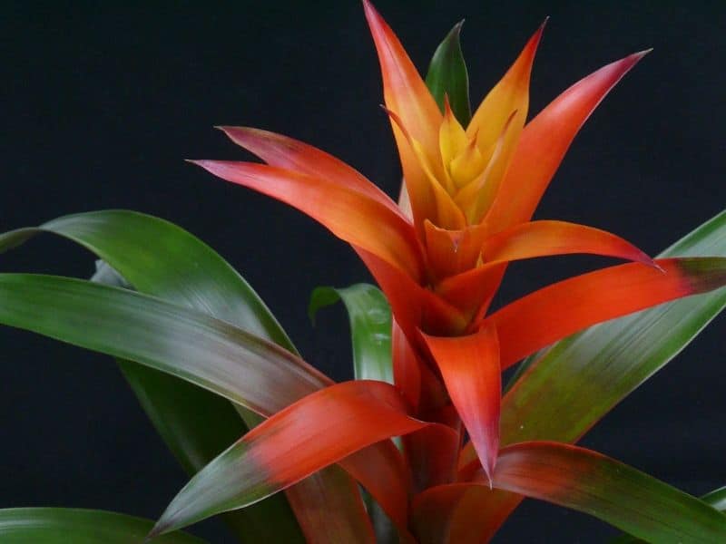 guzmania