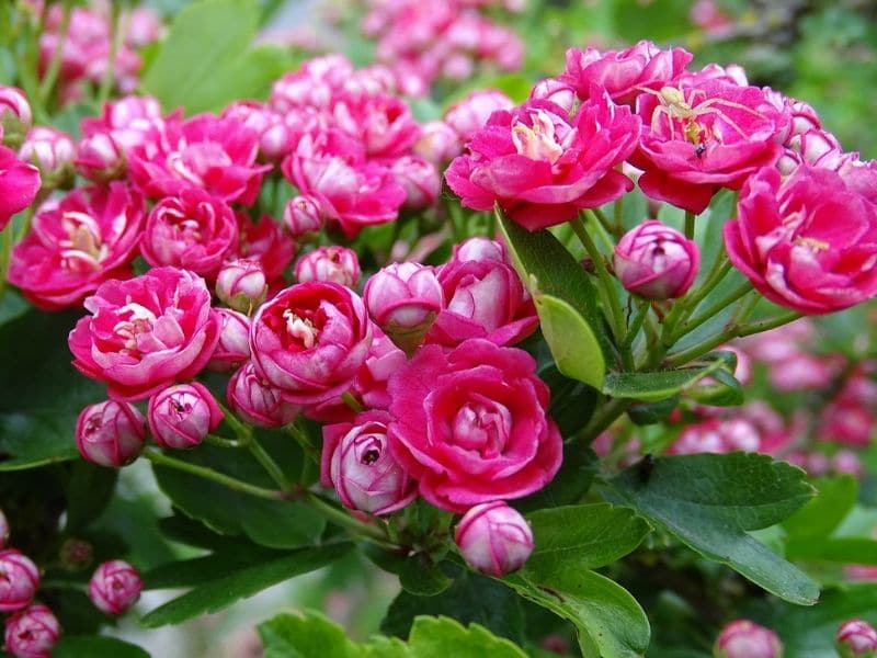 aubépine rose