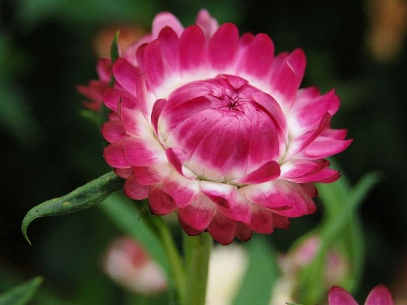 hélichrysum rose