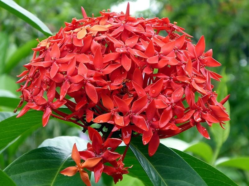 ixora rouge