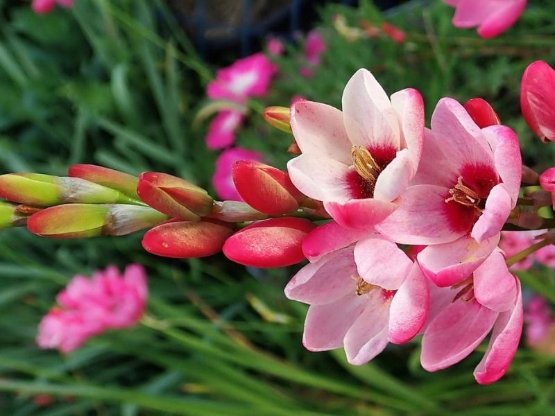 ixia rose