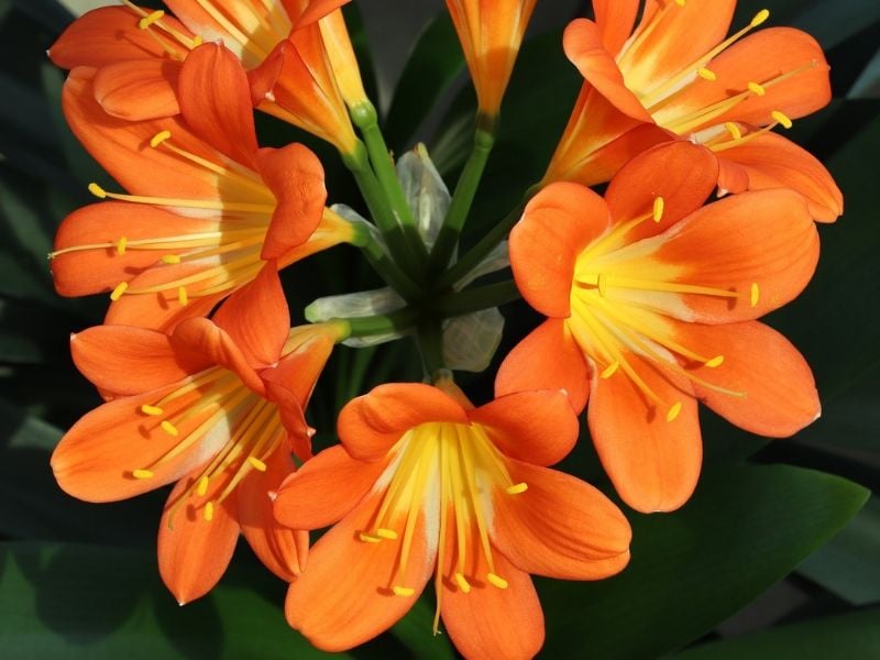 Lys de kaffir orange
