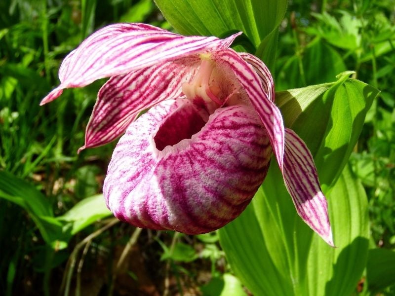 orchidées sabot de la Vierge