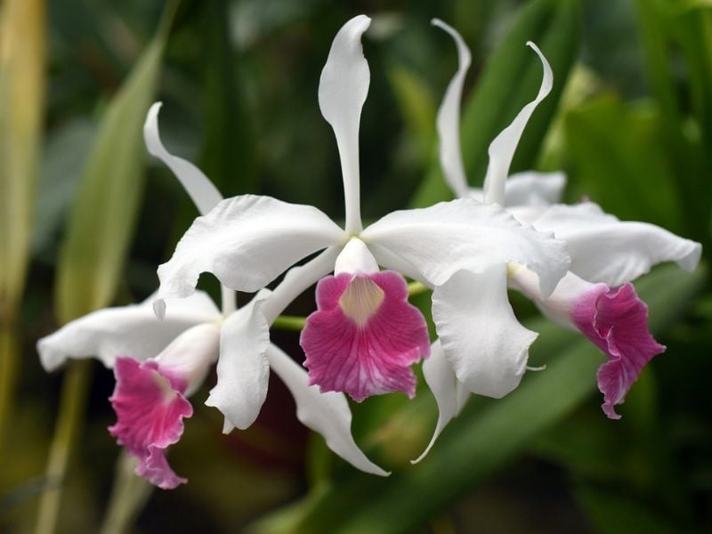 Orquídea Laelia