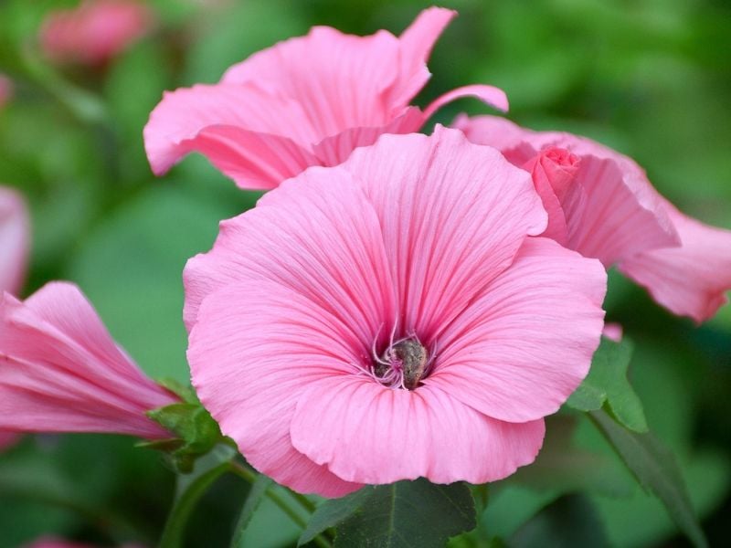 lavatera rose