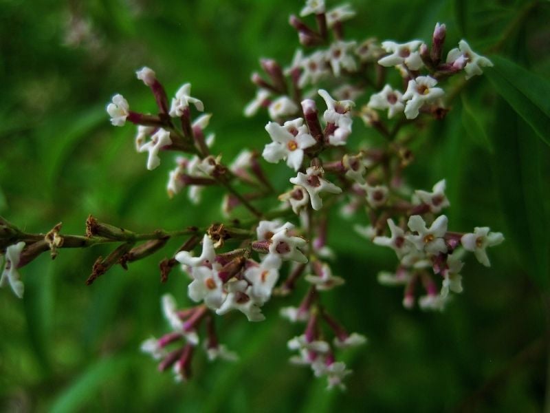 verveine citronnée