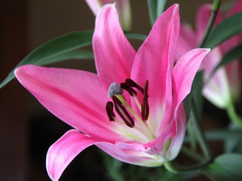 Lys rose