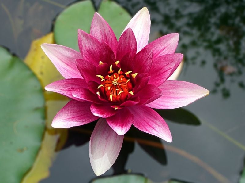 lotus rose