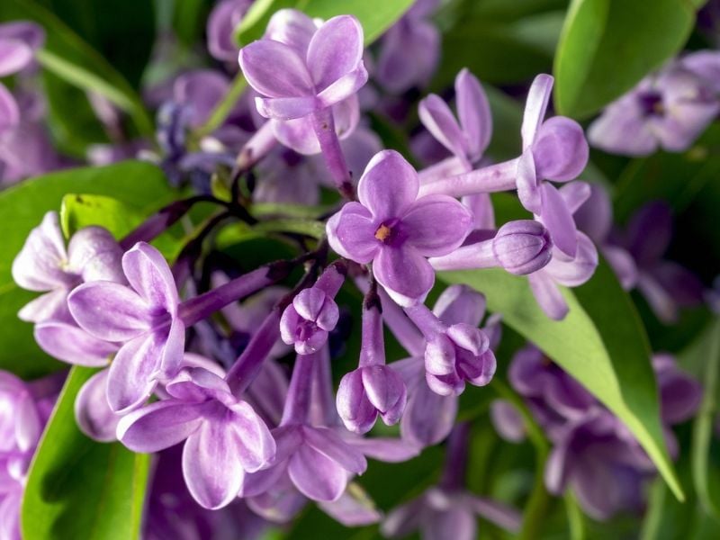 lilas pourpre