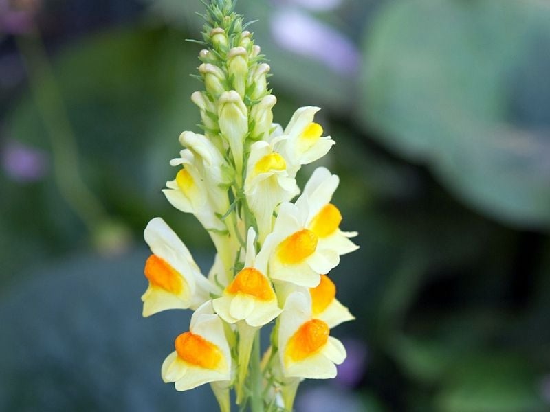 linaria jaune