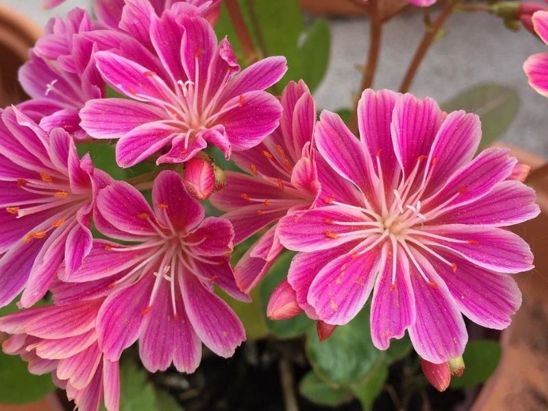 lewisia rose