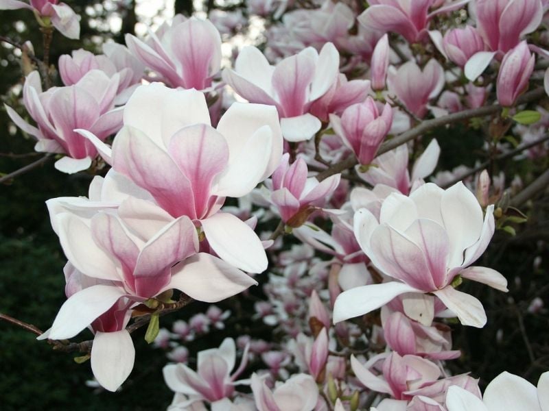 magnolia rose