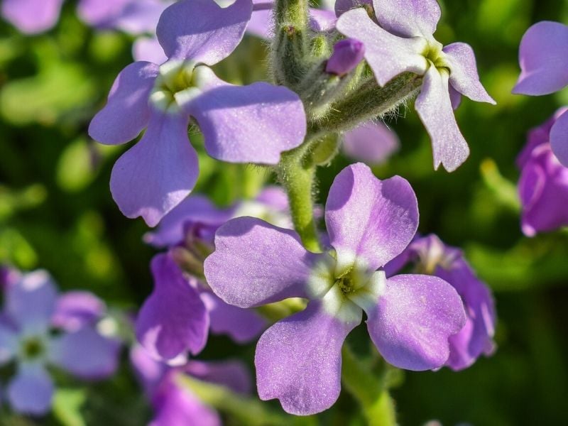 matthiola tricuspidata