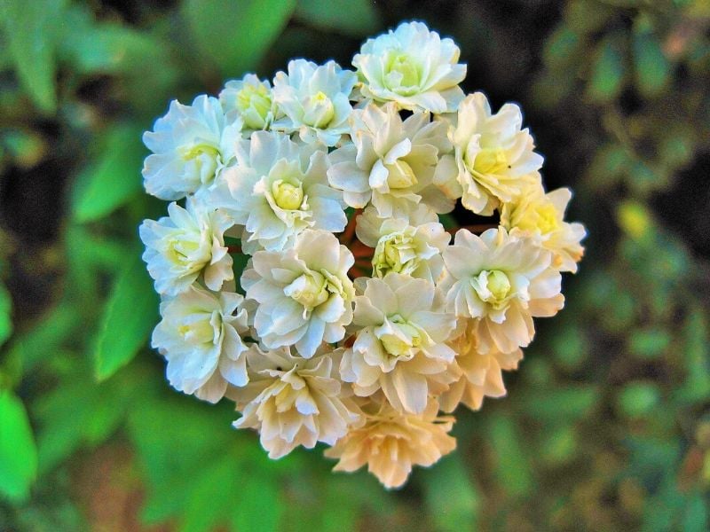 fleur de mai blanche