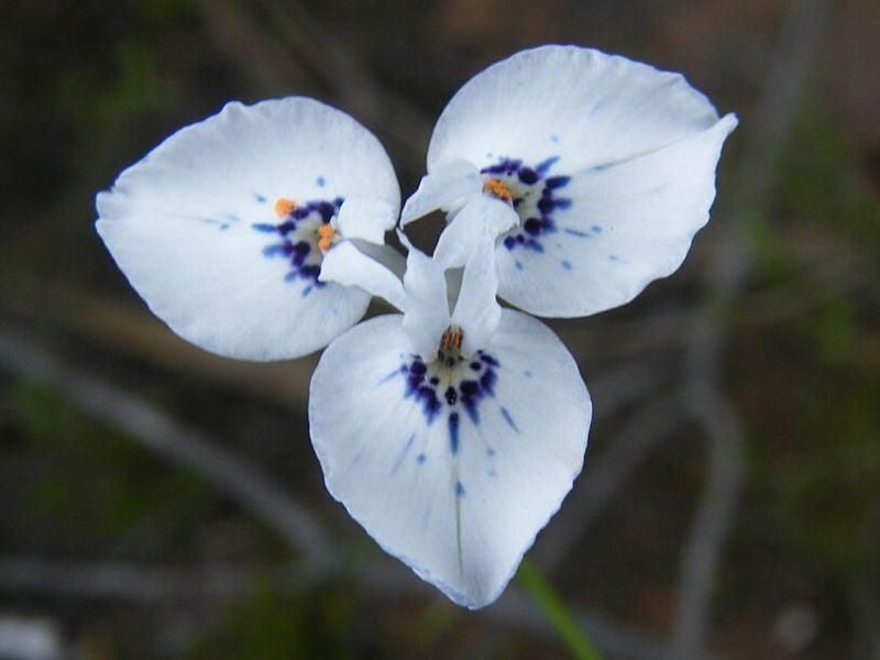 moraea