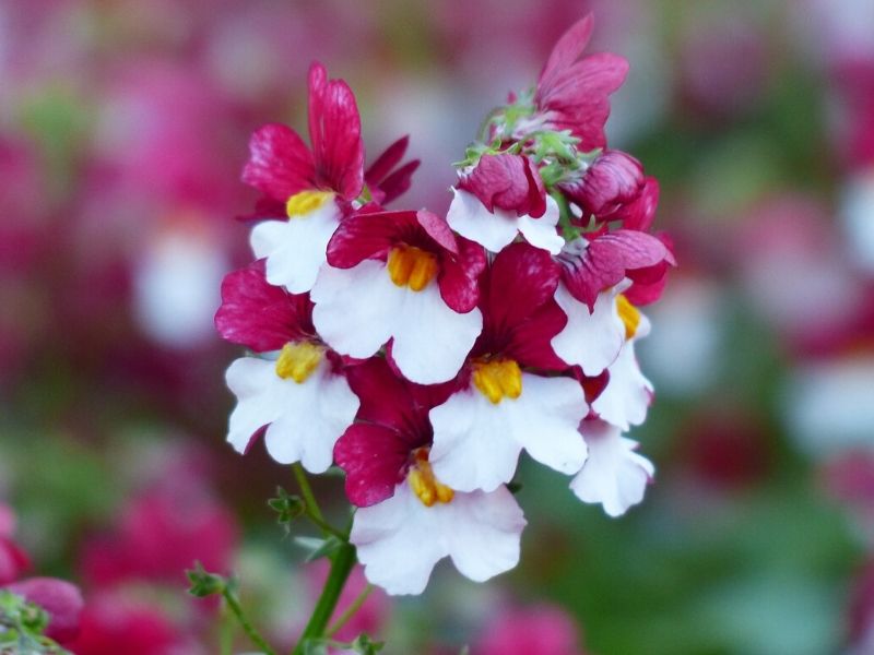 némésia blanc rose