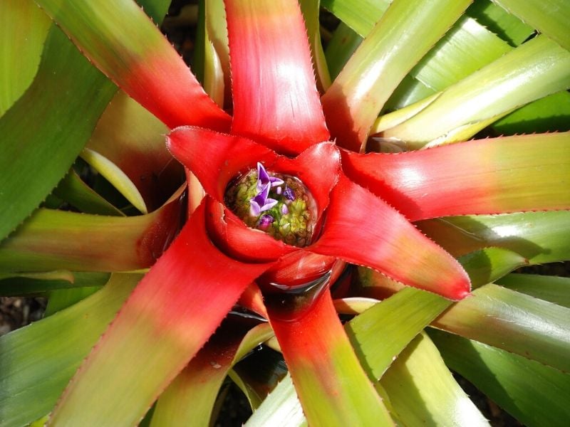 neoregelia