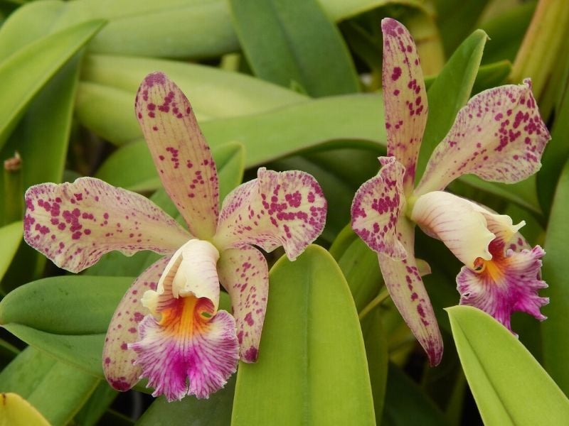 Cattleya en pointillé