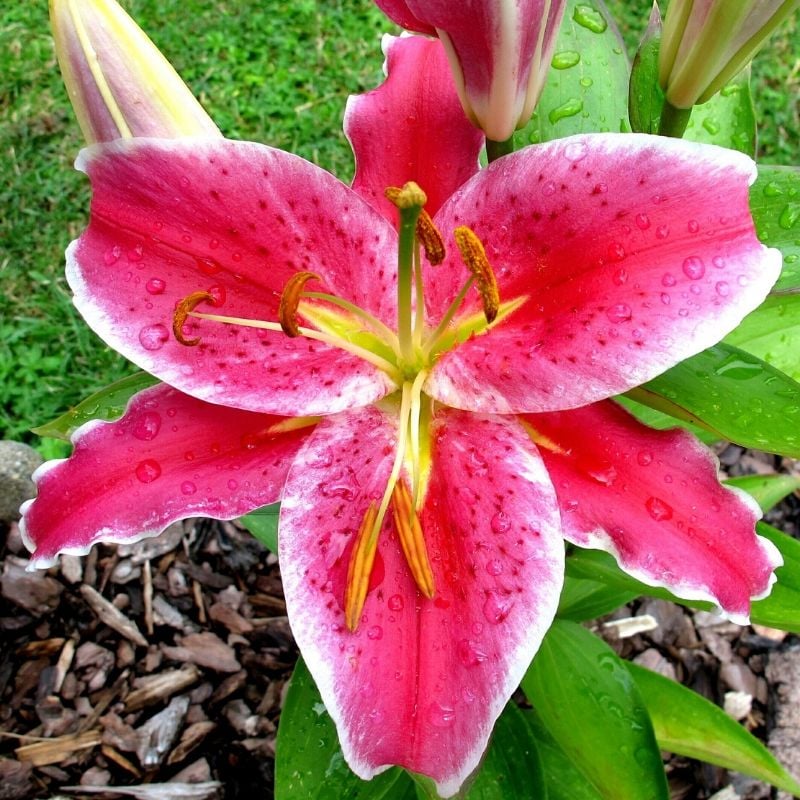 lys oriental