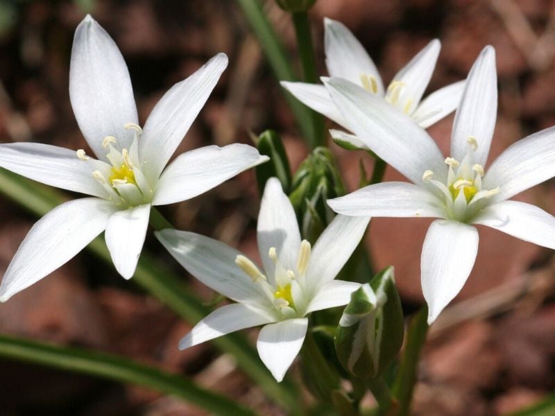 ornithogalum montanum