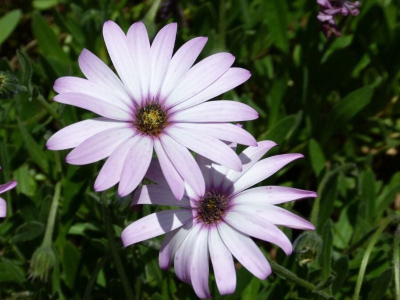 marguerite peinte