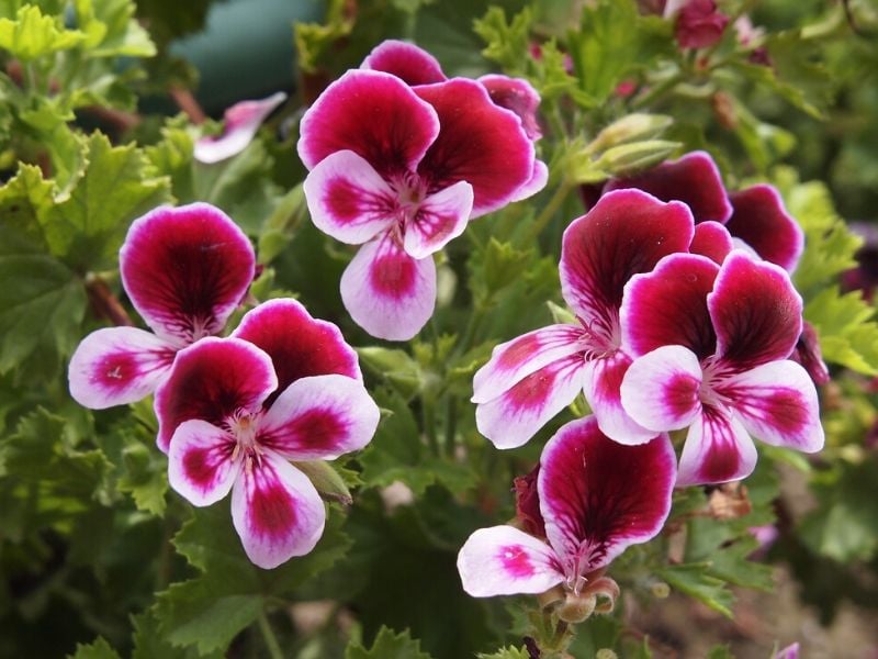 pélargonium ange