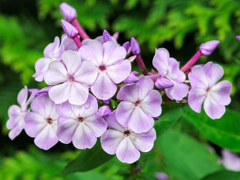 phlox pourpre
