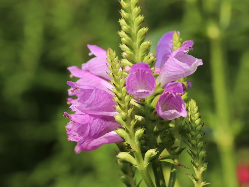 physostegia virginia