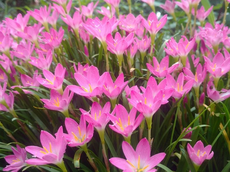 Lys de pluie rose
