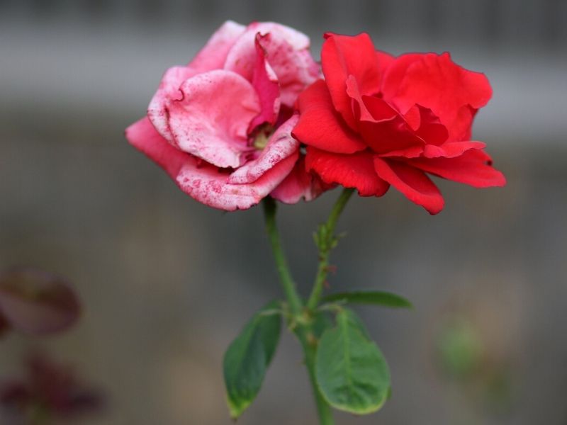 roses roses rouges