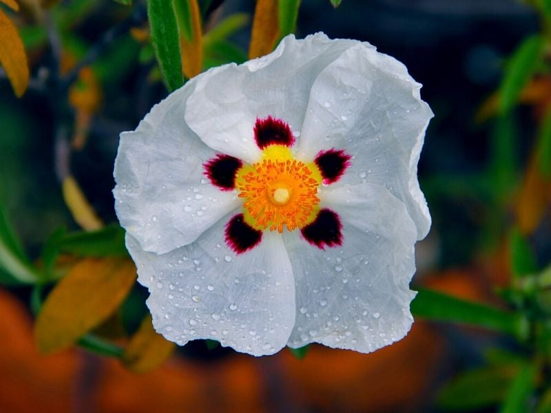 rosier blanc