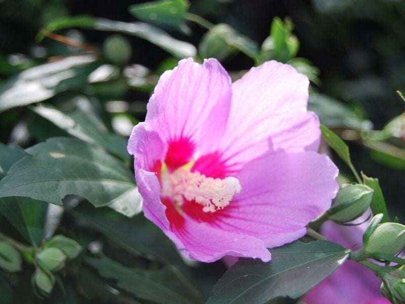 rose de sharon
