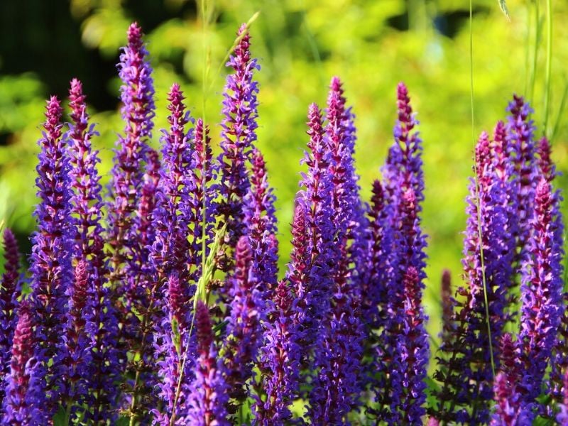 fleur de sauge