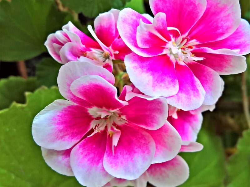 géraniums parfumés blanc rose