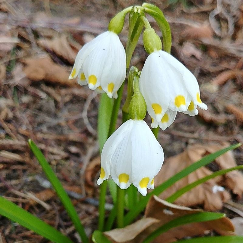 flocon de neige