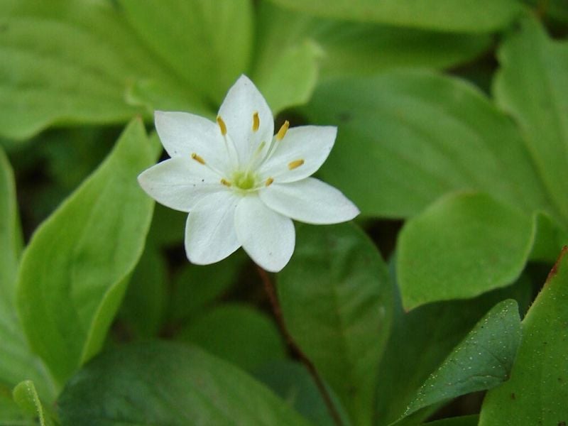 Trientalis borealis