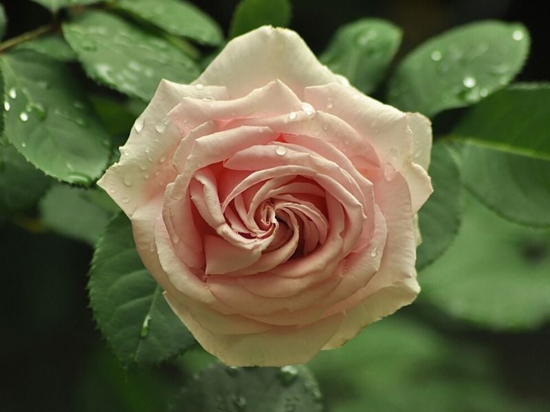rose de thé