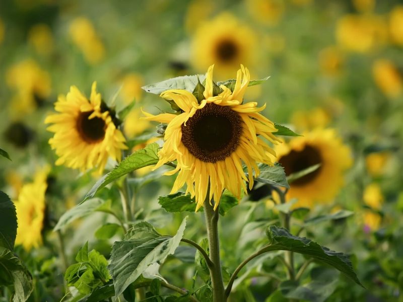 tournesols