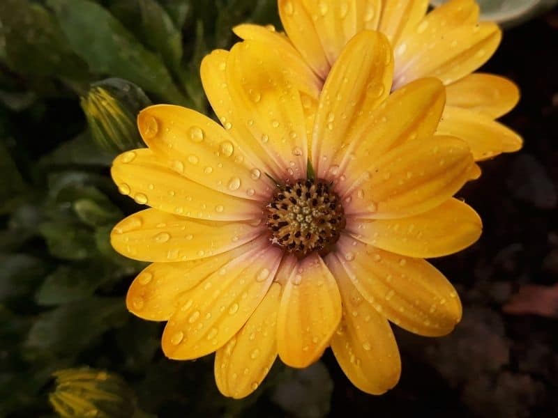 soin des osteospermum