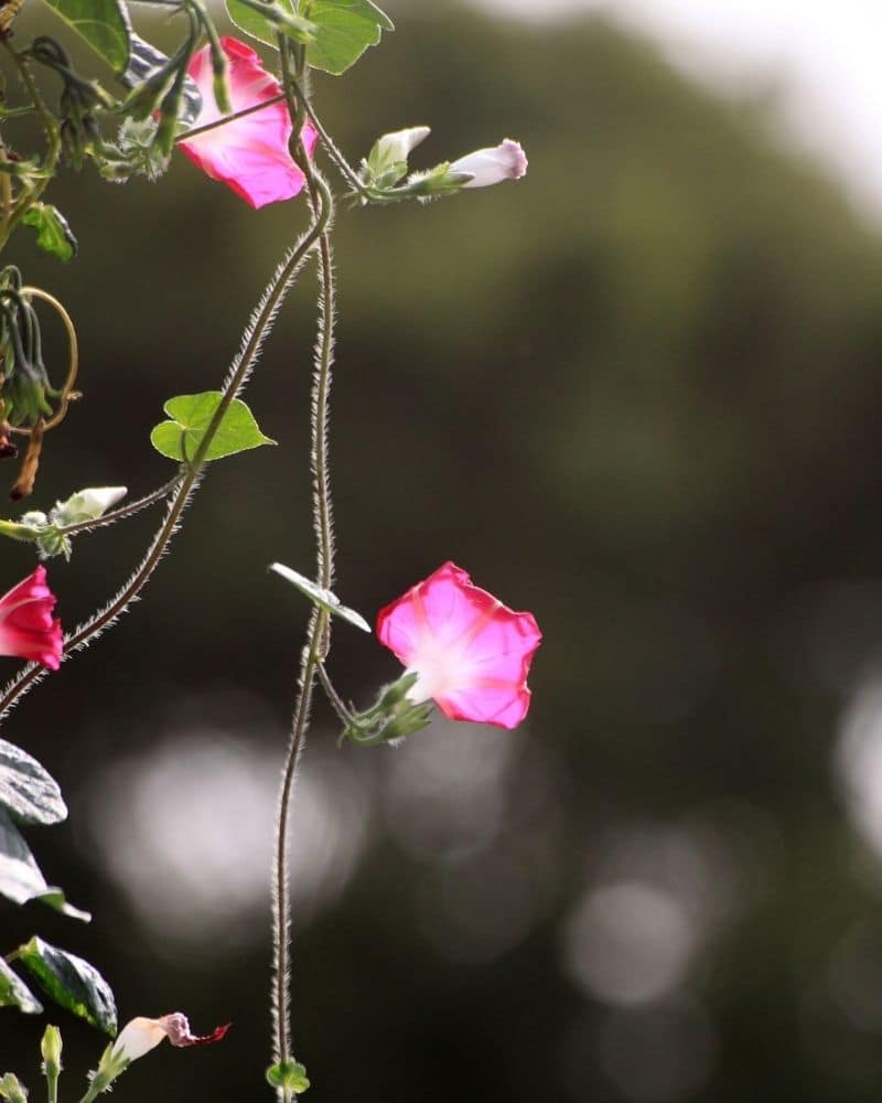 fleur de gloire du matin rose et blanche