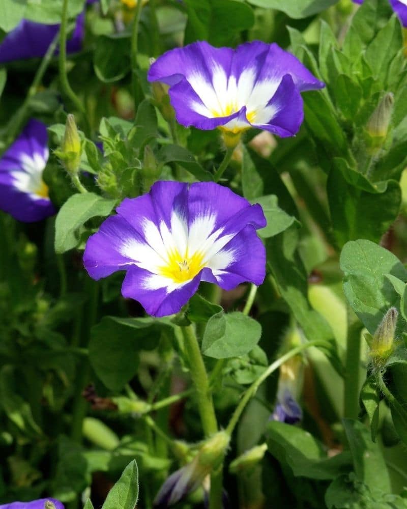 fleur d'ipomée naine