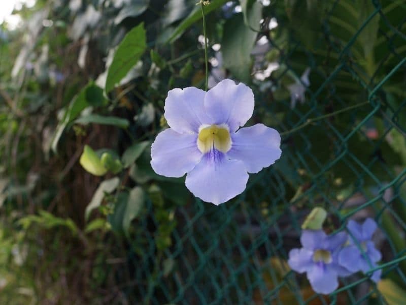 fleur d'ipomée lavande