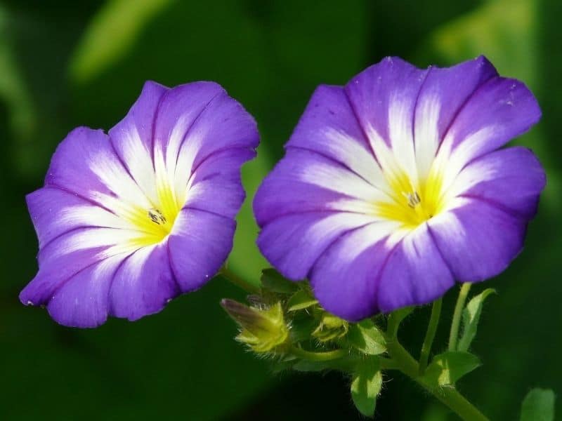 fleur de gloire du matin bleu céleste