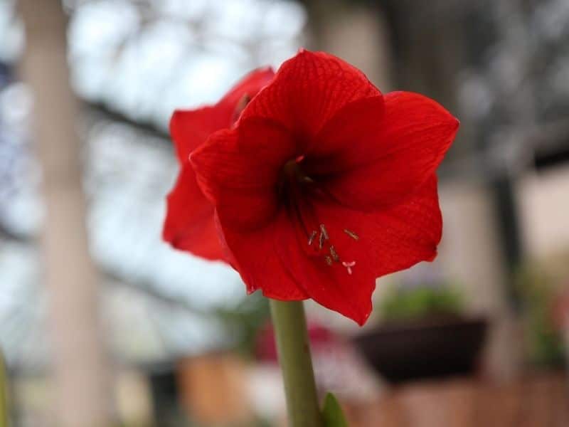 cardinal grimpant fleur d'ipomée