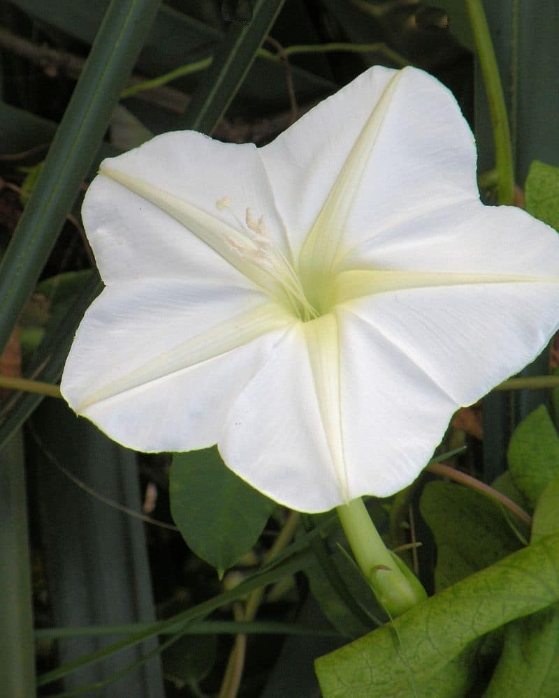 fleur de l'aube