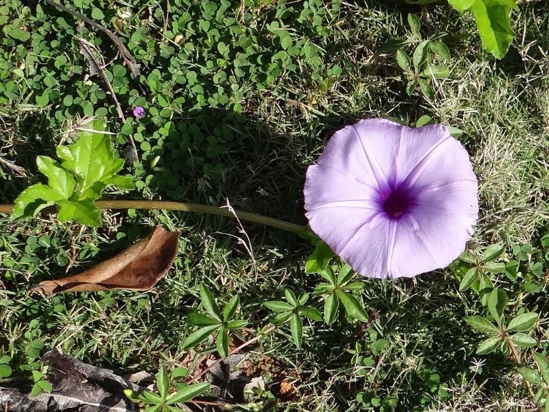 fleur de gloire du matin du caire