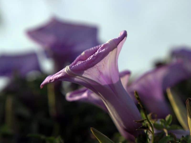 fleur de lierre